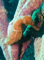 Long Snout Seahorse IMG 5976